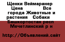 Щенки Веймаранер › Цена ­ 40 000 - Все города Животные и растения » Собаки   . Башкортостан респ.,Мечетлинский р-н